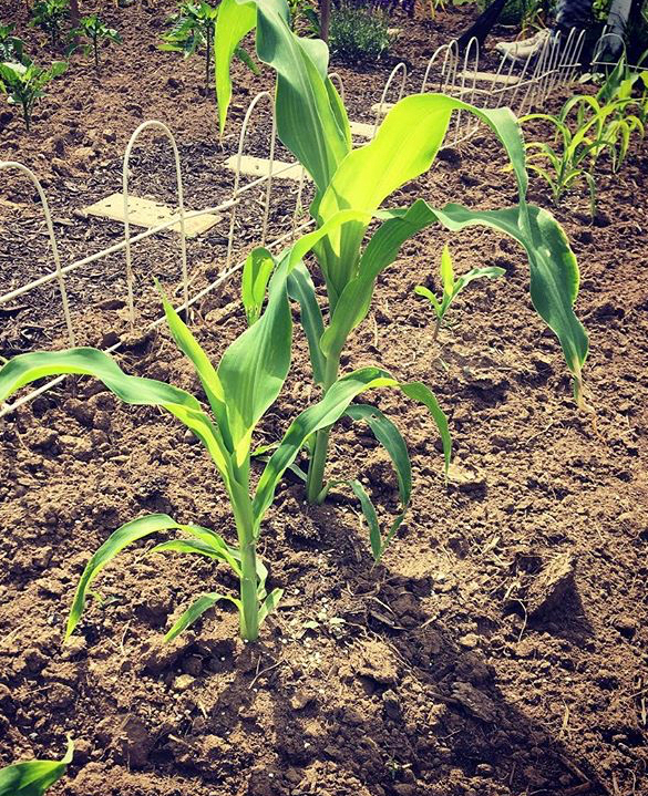 Digging up what you’ve just&nbsp;planted